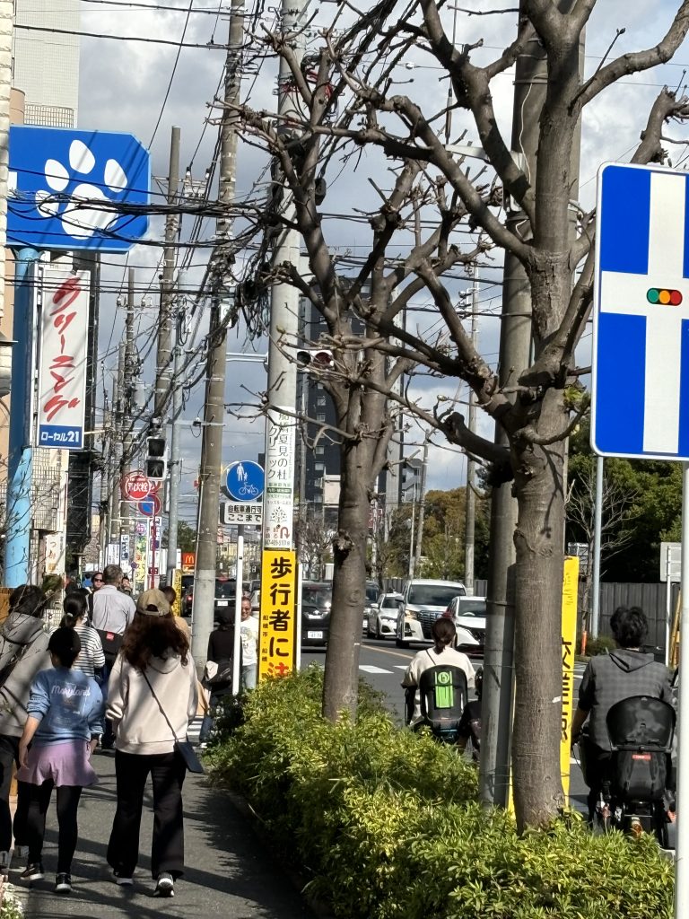 海老川の桜は大満開！【テニスショップ通販店長のブログ＠テニスショップLAFINO 西山克久】